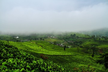Foggy on tea plantation in mountains ,green plantation.