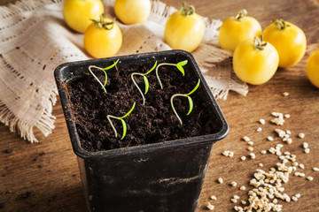 Tomato plants evolve in the ground. Early spring preparations for the garden season.