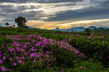 beautiful sunrise above the mountains ,violet blossom flowers, clouds from far