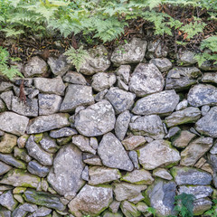  ferns / Ferns at a stone wall