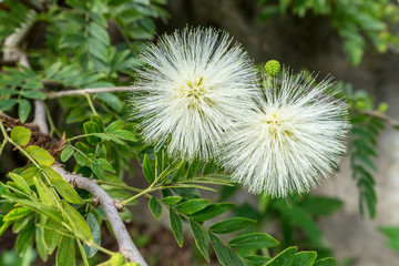 Mimosa / Mimosa with white flowers