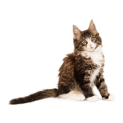 Maine coon kitten isolated on white background