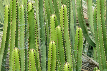 Canary Island Spurge  / Detail of a succulent 