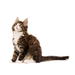 Obraz premium Maine coon kitten isolated on white background