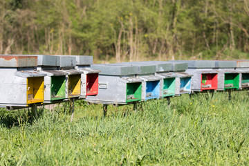 TICINO PARK - APRIL 03: colorful hives group dipped in a field, Ticino Park on April, 2017 in Lombardy, Italy