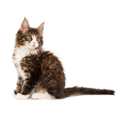 Maine coon kitten isolated on white background