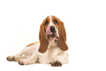 Basset hound lying on the floor facing the camera with its tongue out of its mouth licking its mouth isolated on a white background