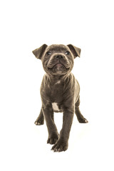 Cute grey stafford terrier puppy dog head up smiling facing the camera isolated on a white background