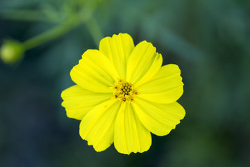 Yellow daisy flower on dark green background. Summer bloom macro photo.