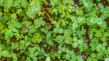 Lush green plant garden.