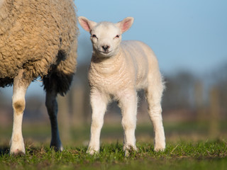 Obraz premium Little white lamb standing next to its mother facing the camera on a sunny day with green grass and blue sky