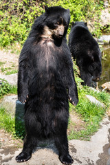 Fototapeta na wymiar Bear cubs playing and fighting standing up on 2 legs