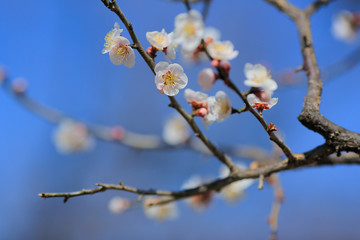 Flowering plum against the blue sky.