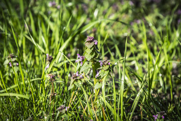 Lamium maculatum