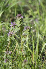 Blooming Lamium maculatum 'Roseum'