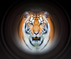 Close up face bengal tiger on black background