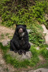 Fototapeta na wymiar Black bear sitting on a rock and eating