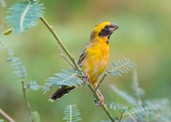 Ricebird gold with green in nature background