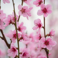 Pink blooming tree in garden, spring concept.