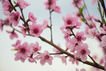 Naklejka na ściany i meble Pink blooming tree in garden, spring concept.