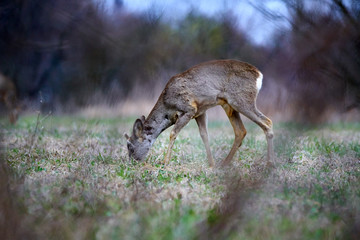 Young roebuck in the spring