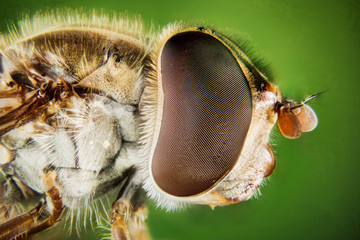 Hover-fly, Hoverfly, Fly, Flies