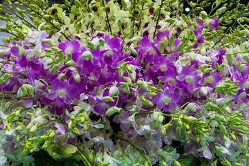 Abstract background of colorful flowers. Close-up.