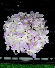 Abstract background of colorful flowers. Close-up.