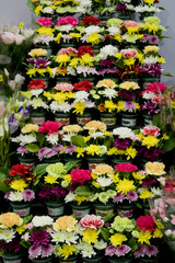 Abstract background of colorful flowers. Close-up.