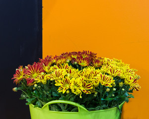 Abstract background of colorful flowers. Close-up.
