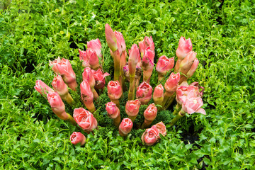 Abstract background of colorful flowers. Close-up.