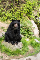 Black bear sitting on a rock and eating