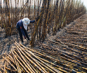 gardener working at sugarcrane field