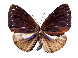 Top View of Spread Butterfly