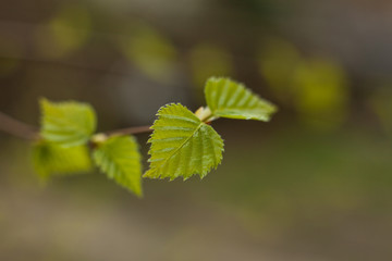Fototapeta na wymiar Young small birch leaves. Freshly blossoming spring leafs on a twig. Trees grow on leaves.