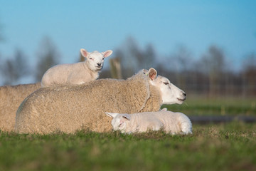 Mother sheep with two lambs, one next to her and one lying on her