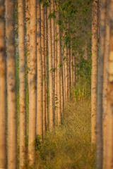 Eucalyptus forest in Thailand on the road