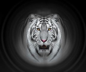 Close up face white bengal tiger in black background
