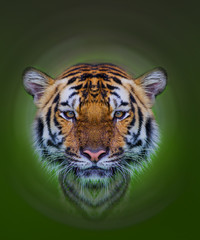 Close up face bengal tiger in green background