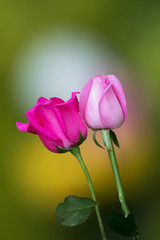 rose pink on nature background