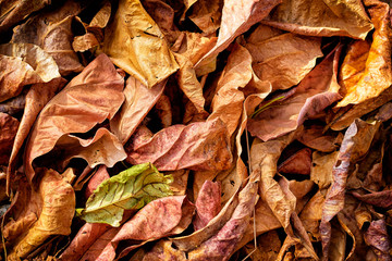 Autumn background. Dry yellow and red leaves texture.