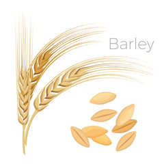 Barley, ears of wheat. Cereals with grains isolated on white