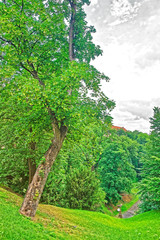 Green garden in rainy weather in Prague