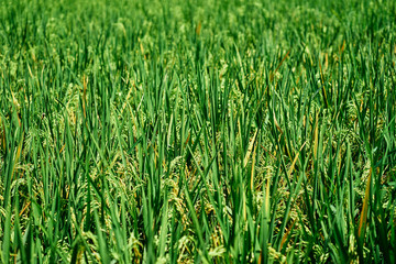 Close up of green rice grains and leaves growing on field.