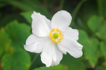 Anemone