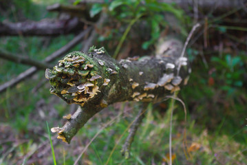 Fungus