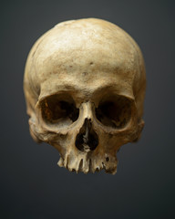 Obraz premium Decaying Skull (crâne abimé par le temps)