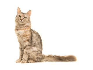 Tabby Turkish angora cat sitting looking at the camera seen from the side isolated on a white...