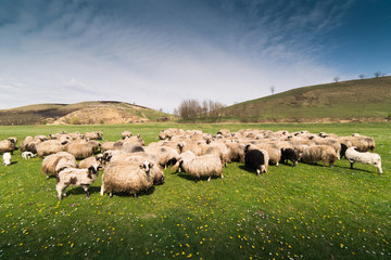 Fototapeta premium Herd of sheep on pasture in spring
