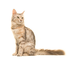 Fototapeta premium Tabby Turkish angora cat sitting looking back to the right seen from the side isolated on a white background